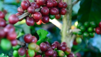 Giá cà phê hôm nay 14/3: Giảm nhẹ tại các địa phương