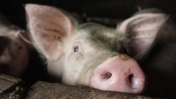 Giá thịt lợn hôm nay 14/3: Đứng giá tại nhiều địa phương