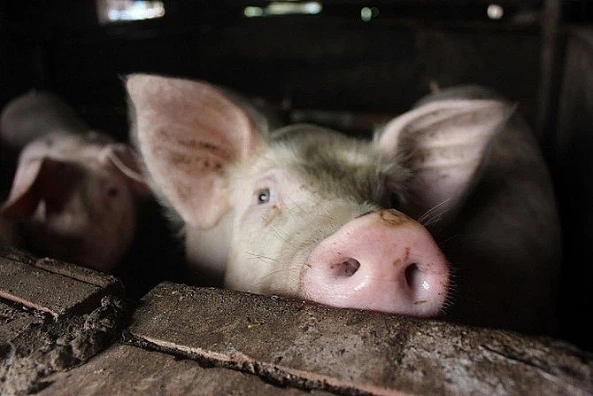 Giá thịt lợn hôm nay 14/3: Đứng giá tại nhiều địa phương