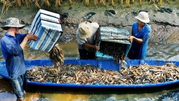 Đồng Tháp: Mô hình "Sinh kế trong mùa lũ" mang lại lợi nhuận cao cho nông dân