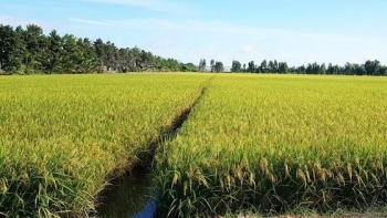An Giang: Nông dân thắng lợi toàn diện vụ lúa Đông Xuân