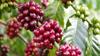 Giá cà phê hôm nay 15/3: Đi ngang tại các vùng trọng điểm