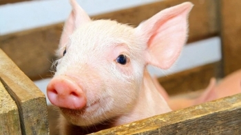 Giá thịt lợn hôm nay 15/3: Biến động trái chiều tại 3 miền
