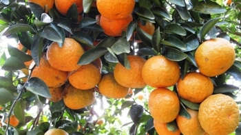 Tuyên Quang: Thúc đẩy tiêu thụ cam sành cuối vụ