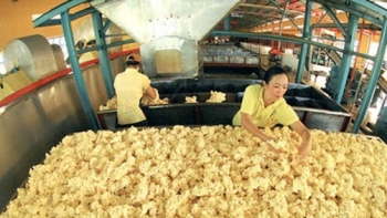 Việt Nam là một trong 5 thị trường cung cấp cao su lớn nhất cho Hàn Quốc