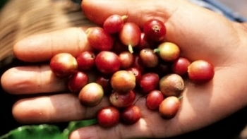 Giá cà phê hôm nay 17/3: Đồng loạt tăng mạnh