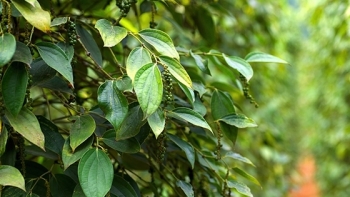 Giá hồ tiêu hôm nay 17/3: Tiếp tục tăng, cao nhất 74.500 đồng/kg