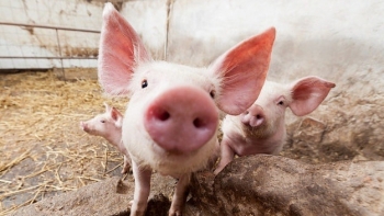 Giá thịt lợn hôm nay 17/3: Điều chỉnh trái chiều
