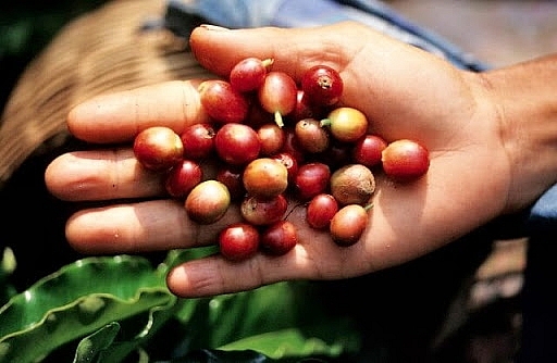 Giá cà phê hôm nay 17/3 đồng loạt tăng mạnh