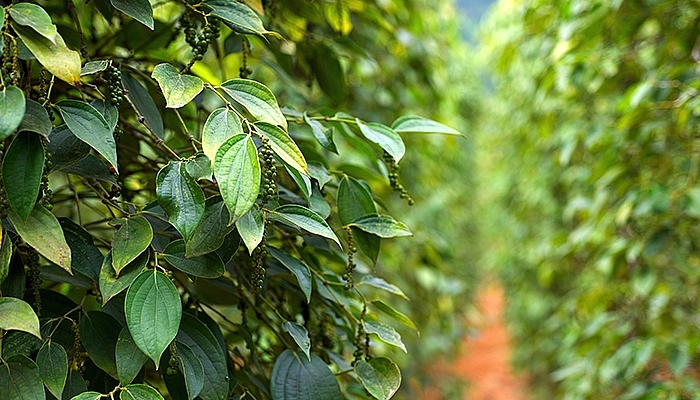 Giá hồ tiêu hôm nay 17/3 tiếp tục tăng, cao nhất 74.500 đồng/kg