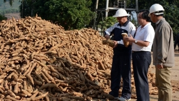 Yên Bái: Phát triển bền vững cây sắn