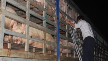 Cà Mau: Tăng cường kiểm soát vận chuyển lợn, sản phẩm từ lợn qua biên giới