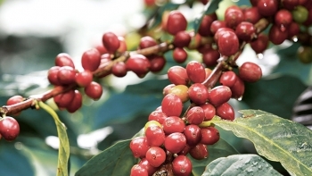 Giá cà phê hôm nay 18/3: Tiếp tục tăng