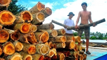 Cà Mau: Hỗ trợ thực hiện liên kết gắn sản xuất với tiêu thụ sản phẩm nông nghiệp