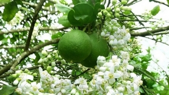 Thừa Thiên-Huế: Thực hiện Chương trình phát triển tài sản trí tuệ năm 2021