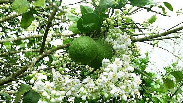 Năm 2021: Hỗ trợ tạo lập, bảo hộ và quảng bá cho 10 nhãn hiệu chứng nhận, nhãn hiệu tập thể