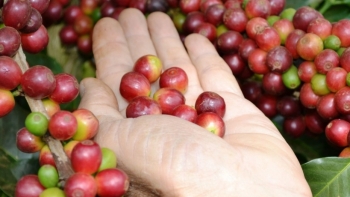 Giá cà phê hôm nay 19/3: Đồng loạt giảm mạnh