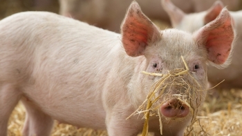 Giá thịt lợn hôm nay 19/3: Biến động trái chiều trên toàn quốc