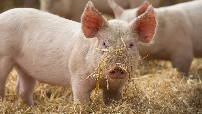 Giá thịt lợn hôm nay 19/3, biến động trái chiều trên toàn quốc Giá thịt lợn hôm nay 19/3, biến động trái chiều trên toàn quốc