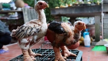 Bắc Ninh: Chủ động chăm sóc, bảo vệ đàn vật nuôi khi thời tiết giao mùa