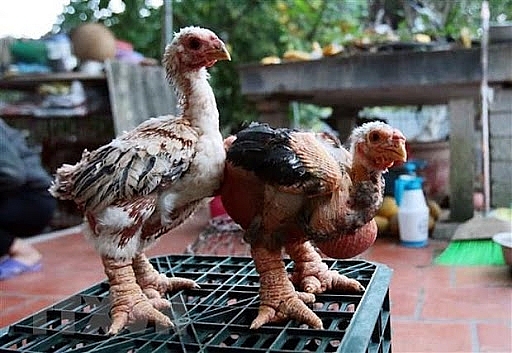 Bắc Ninh chủ động chăm sóc, bảo vệ đàn vật nuôi khi thời tiết giao mùa