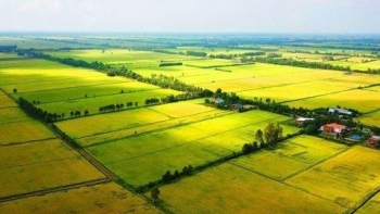 Chuyển mục đích sử dụng hơn 50 ha đất trồng lúa ở Long An