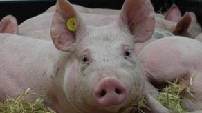 Giá thịt lợn hôm nay 20/3: Giảm nhẹ tại nhiều tỉnh thành