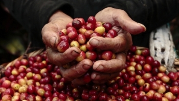 Giá cà phê hôm nay 22/3: Tiếp tục đi ngang