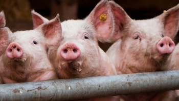 Giá thịt lợn hôm nay 22/3: Biến động trái chiều