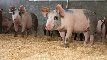 Giá thịt lợn hôm nay 23/3: Đồng loạt giảm trên cả 3 miền