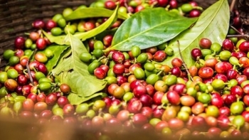 Giá cà phê hôm nay 23/3: Đảo chiều tăng mạnh