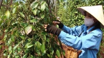 Giá hồ tiêu hôm nay 23/3: Giảm mạnh tại thị trường trong nước