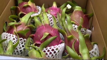 Xuất khẩu thanh long tăng mạnh trong tháng đầu năm