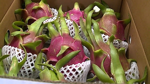 Xuất khẩu thanh long tăng 64%, thu về gần 120 triệu USD Xuất khẩu thanh long tăng 64%, thu về gần 120 triệu USD