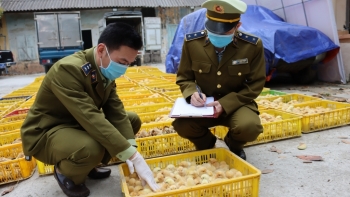 Lạng Sơn: Thu giữ 30.000 con giống gia cầm không rõ nguồn gốc