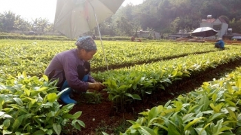 Bắc Kạn: Tăng cường kiểm tra, giám sát chất lượng giống cây trồng lâm nghiệp