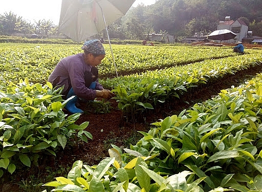 Chuẩn bị giống cây có chất lượng sẽ là điều kiện quan trọng để cây sinh trưởng và phát triển tốt