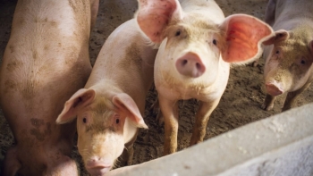 Giá thịt lợn hôm nay 24/3: Đi ngang tại nhiều tỉnh thành
