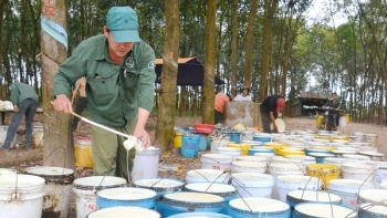 Giá cao su đầu tháng 3 tăng giảm trái chiều tại các sàn chủ chốt