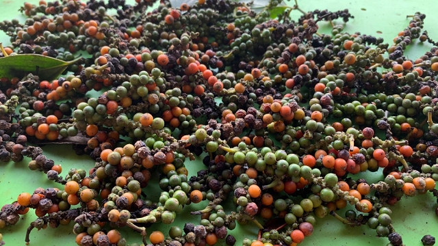 Giá hồ tiêu hôm nay 25/3: Bật tăng trong nước