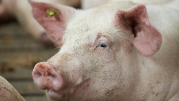 Giá thịt lợn hôm nay 25/3: Tiếp tục chững giá tại nhiều tỉnh thành
