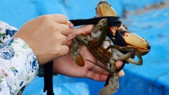 Cà Mau: Kiểm tra, khắc phục tình trạng cua nuôi chết tại huyện Ngọc Hiển