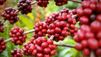 Giá cà phê hôm nay 26/3: Đi ngang tại các địa phương