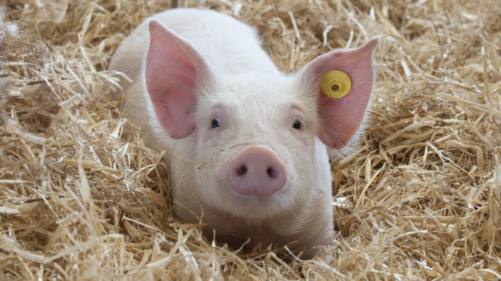 Giá thịt lợn hôm nay 26/3: Điều chỉnh từ 1.000 đến 2.000 đồng