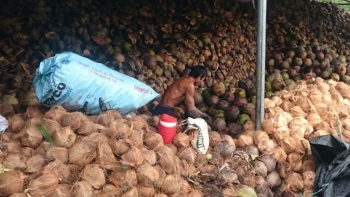 Trà Vinh đẩy mạnh liên kết, tiêu thụ sản phẩm dừa hữu cơ