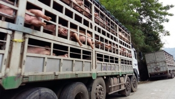 Bắc Kạn: Tăng cường kiểm soát vận chuyển lợn, sản phẩm từ lợn ra, vào tỉnh