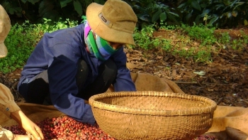 Giá cà phê hôm nay 28/3: Đi ngang ngày cuối tuần