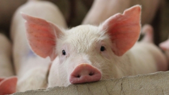 Giá thịt lợn hôm nay 28/3: Điều chỉnh trái chiều