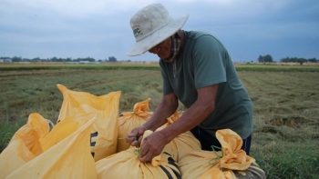 Giá gạo xuất khẩu của Việt Nam cao hơn Thái Lan, lên cao nhất trong hơn 9 năm