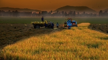 Đến năm 2025, phấn đấu tốc độ tăng trưởng nông nghiệp từ 2,5 - 3%/năm